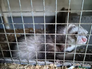 Ferret rodents Micro ferrits - Advert 8