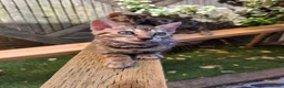 Bengal cats for sale: Pure Pedigree Bengal Kittens – 3 Boys, 2 Girls - Advert 16
