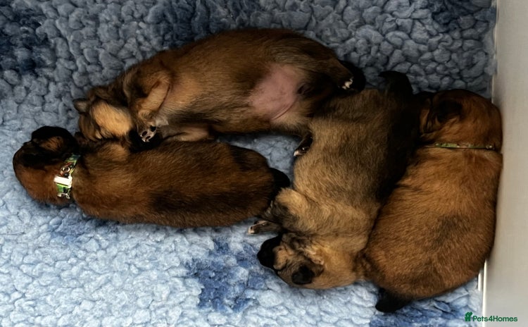 Pomeranian dogs - Advert 4