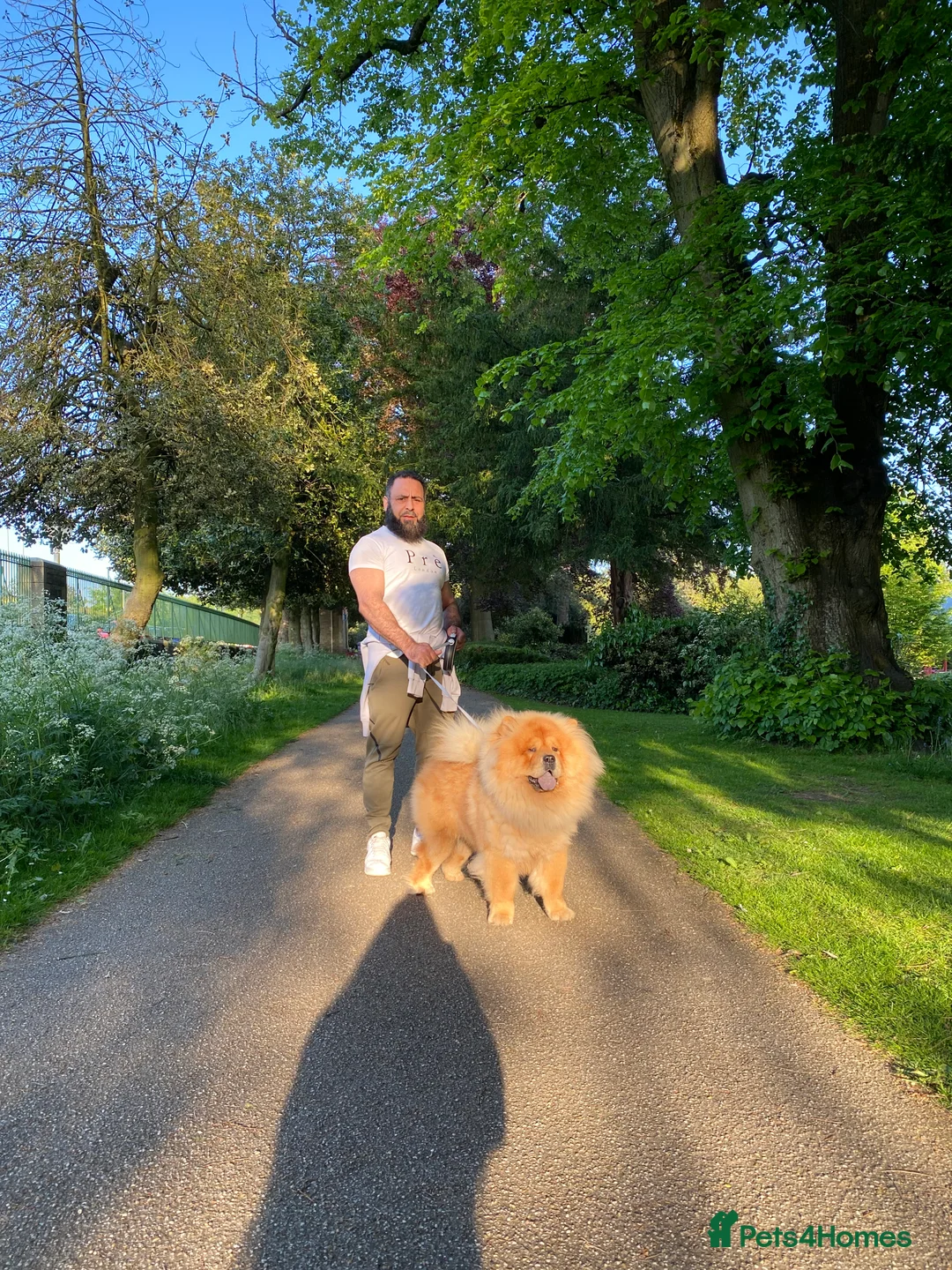 Chow Chow dogs for sale: Chow chow - Advert 23