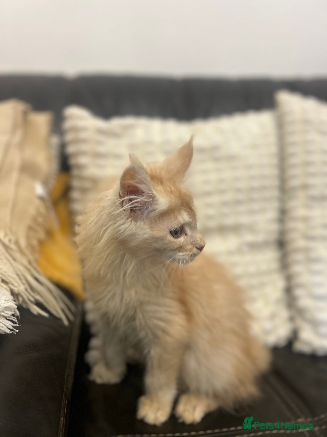 Maine Coon cats for sale: Stunning Mainecoon kittens  - Advert 35