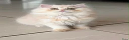 Persian cats for sale: **Last One** beautiful Persian kittens - Advert 4