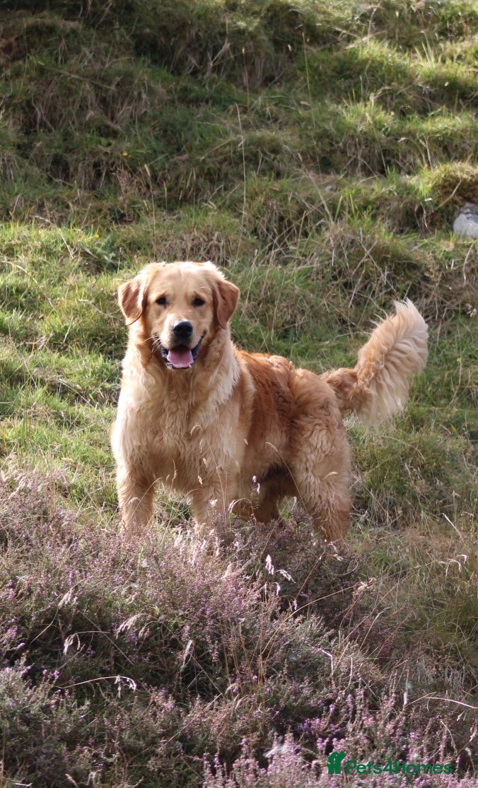 Golden Retriever dogs GOLDEN RETRIEVER STUD DOG  - Advert 7