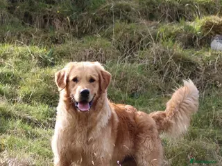 Golden Retriever dogs GOLDEN RETRIEVER STUD DOG - Advert 7