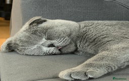 Scottish Fold cats for sale: Spayed/Neutered Scottish fold with everything  - Advert 1