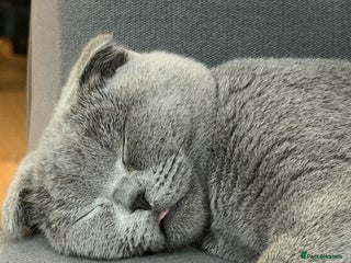 Scottish Fold cats Spayed/Neutered Scottish fold kitten for sale - Advert 2