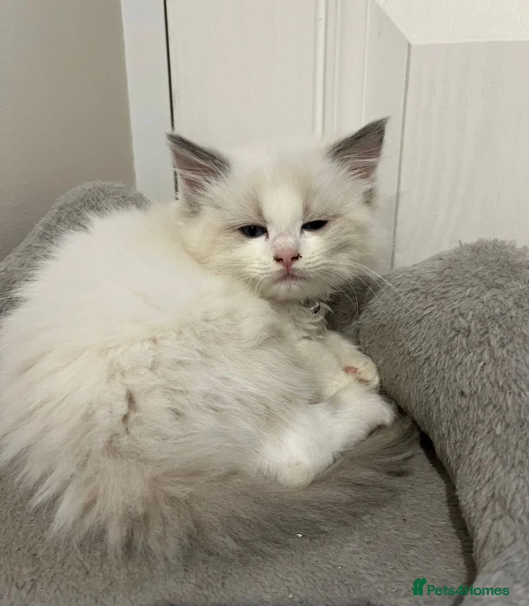 Ragdoll cats for sale: Ragdoll Bluepoint Kittens - 1 Female 1 Male in Manchester - Advert 6
