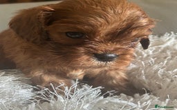 Cavalier King Charles Spaniel dogs for sale: Exquisite Cavalier King Charles puppies KC reg - Image 4