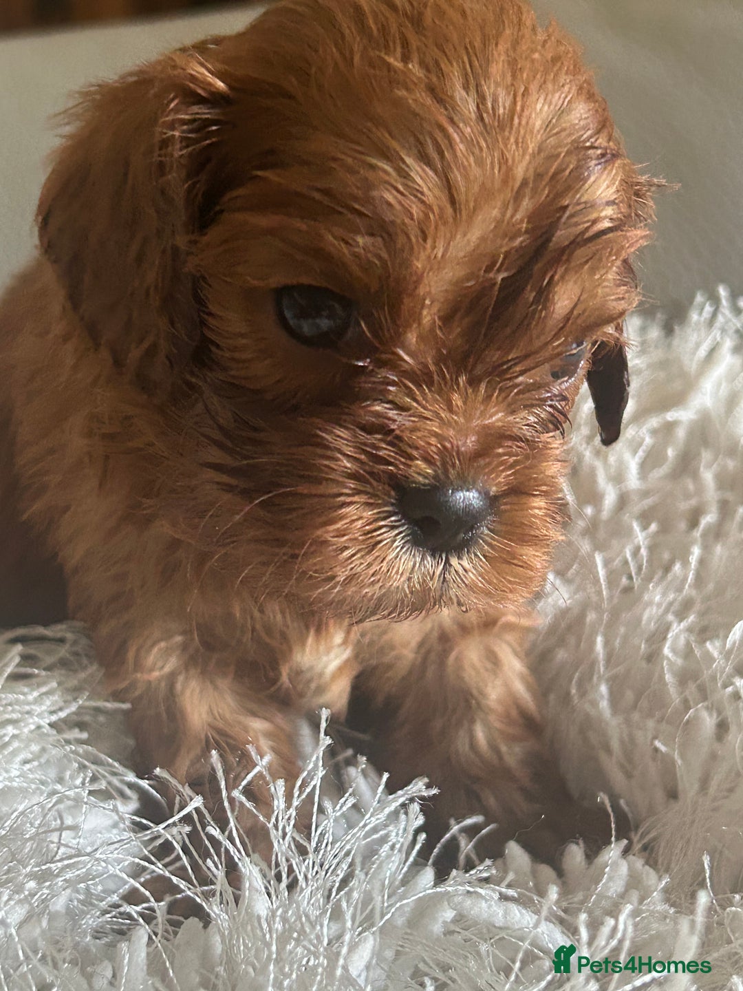 Cavalier King Charles Spaniel dogs for sale: Exquisite Cavalier King Charles puppies KC reg - Image 4