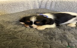 Cavalier King Charles Spaniel dogs for sale: Cavalier King Charles  - Image 10