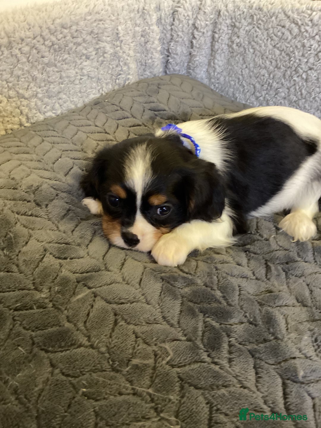 Cavalier King Charles Spaniel dogs for sale: Cavalier King Charles  - Image 10