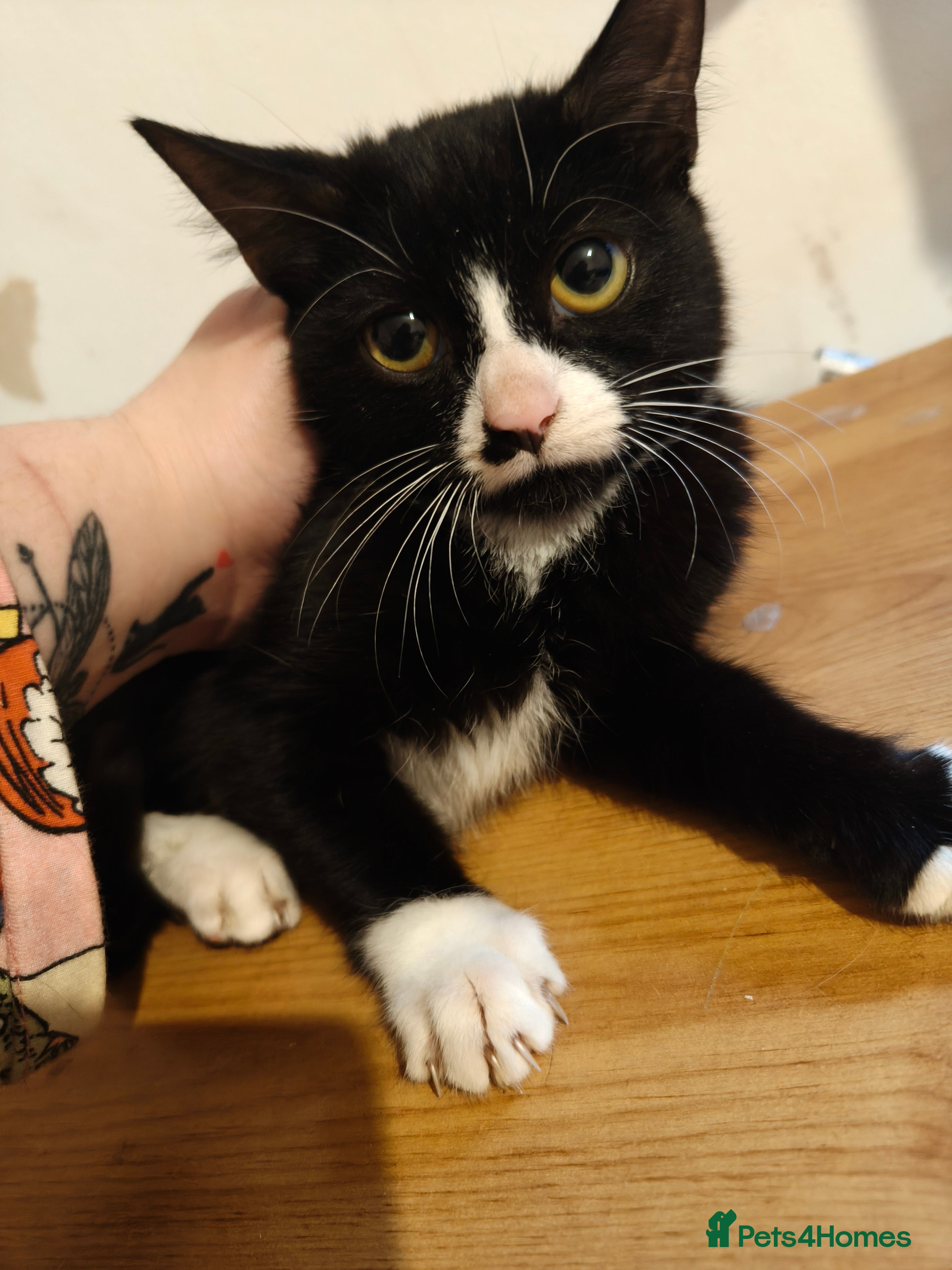 Mixed Breed cats KITTENS FOR SALE - Advert 1