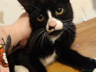 Mixed Breed cats KITTENS FOR SALE - Advert 1