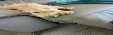 Mixed Breed 4