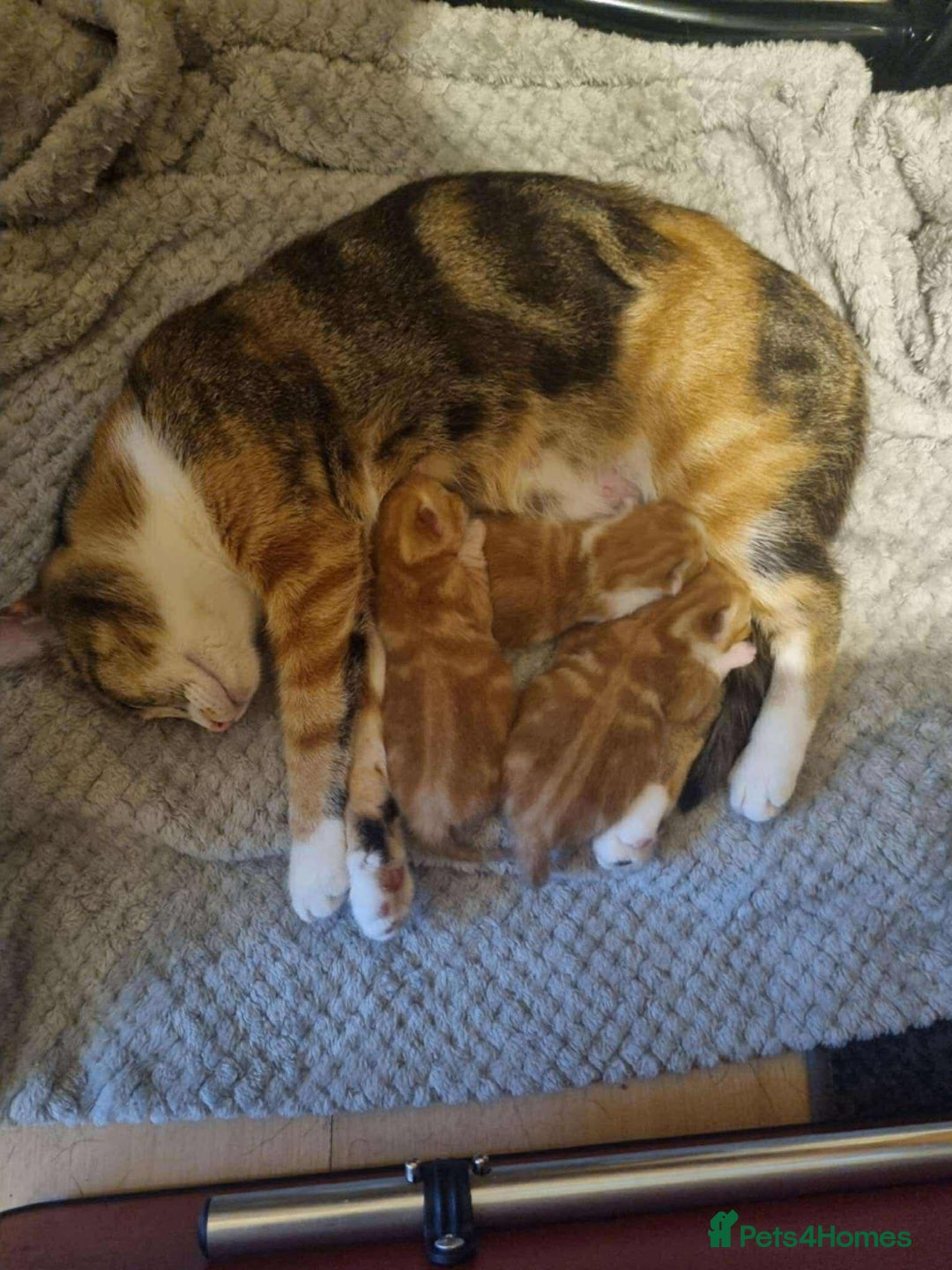 Mixed Breed cats for sale: Three beautiful male kittens - Image 4