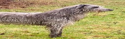 Deerhound dogs for stud: Scottish Deerhound with awards - Advert 1