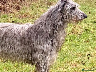 Deerhound dogs Scottish Deerhound with awards - Advert 2