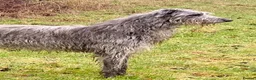 Deerhound dogs for stud: Scottish Deerhound with awards - Advert 1