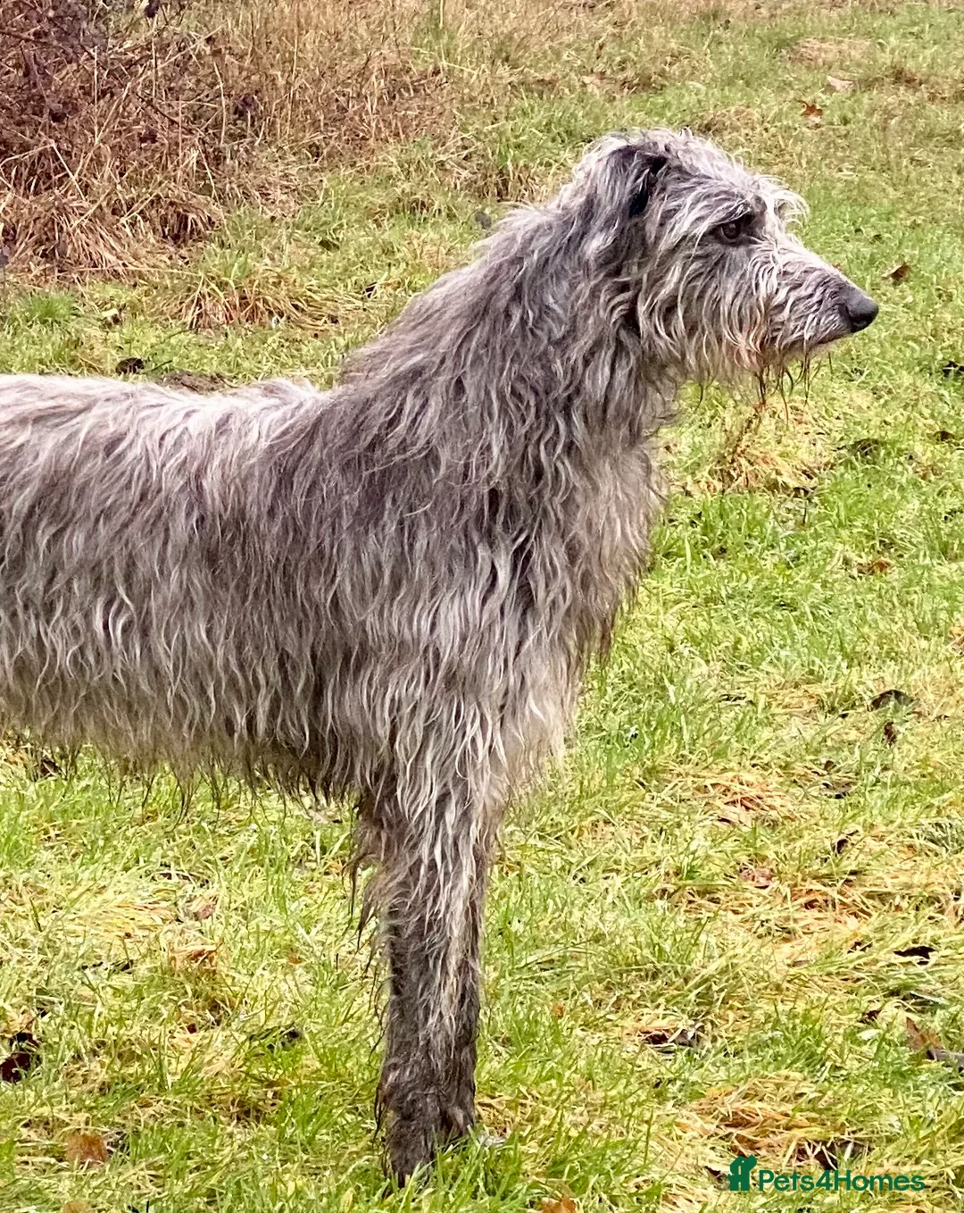 Deerhound dogs for stud: Scottish Deerhound with awards - Advert 1