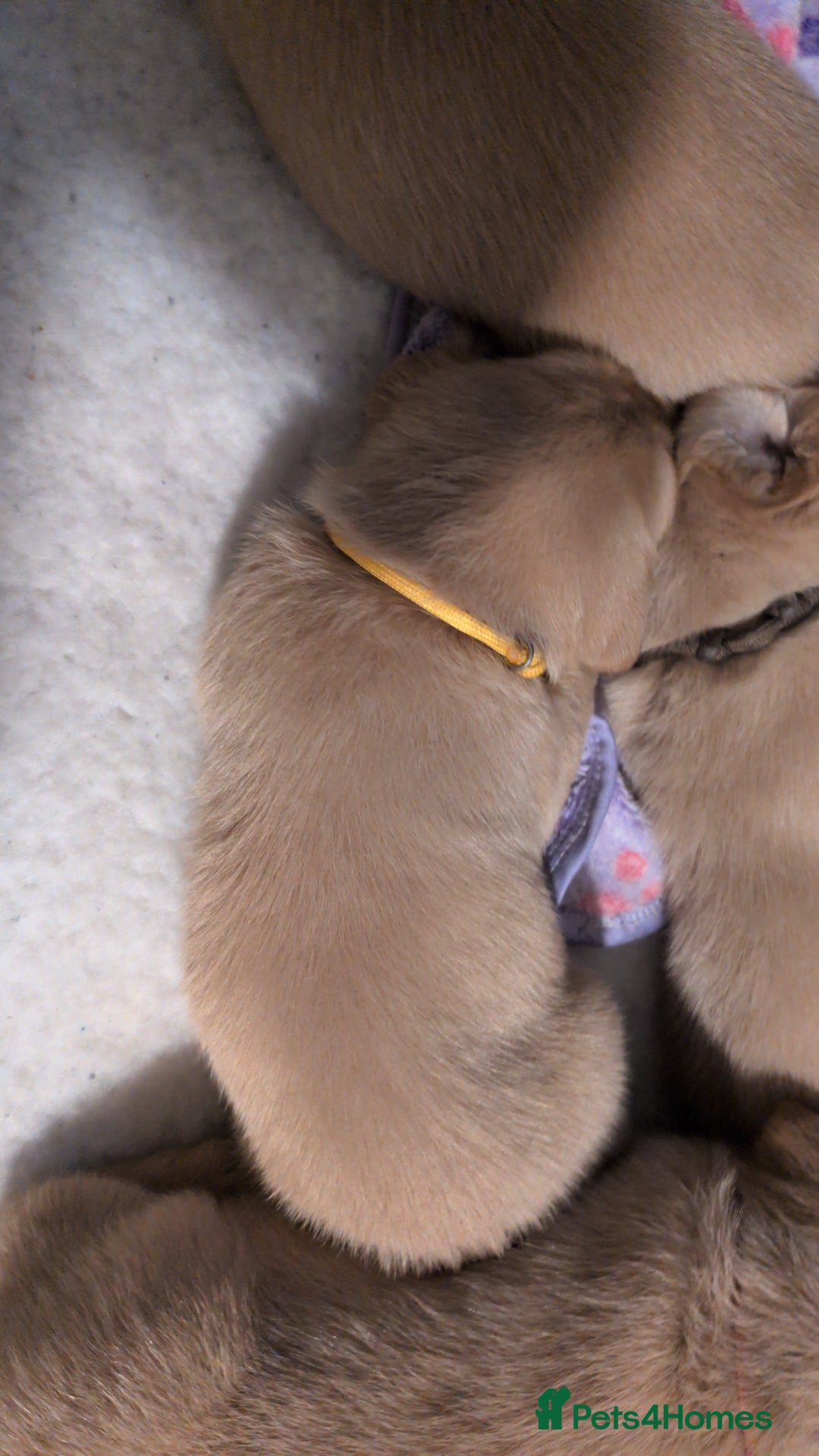 Labrador Retriever dogs for sale: Dudley Fox Red Labradors with FTCH in lineage - Advert 18