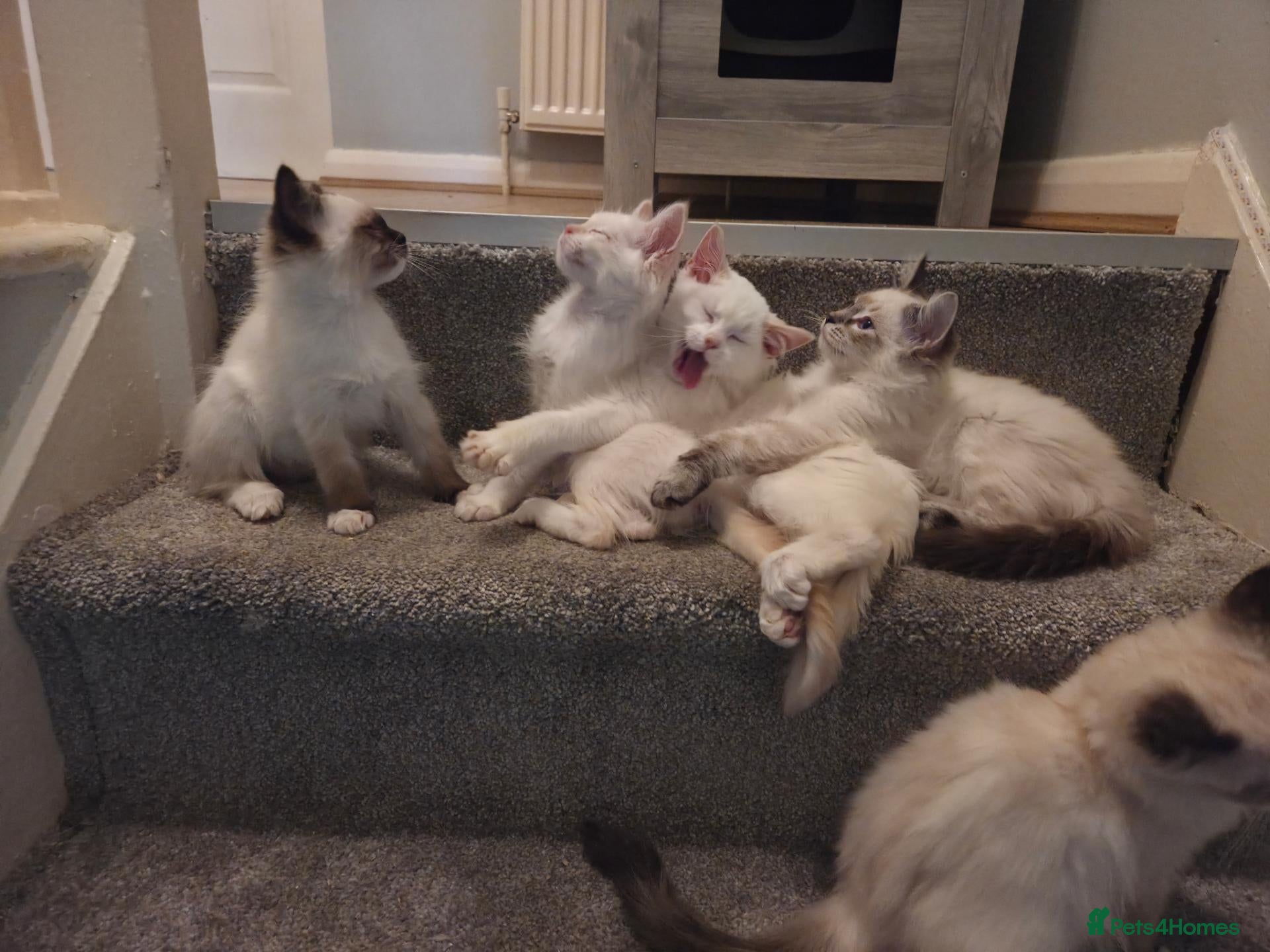 Ragdoll cats for sale: GCCF Ragdoll Kittens - Ready Now (Pet or Active) - Advert 2