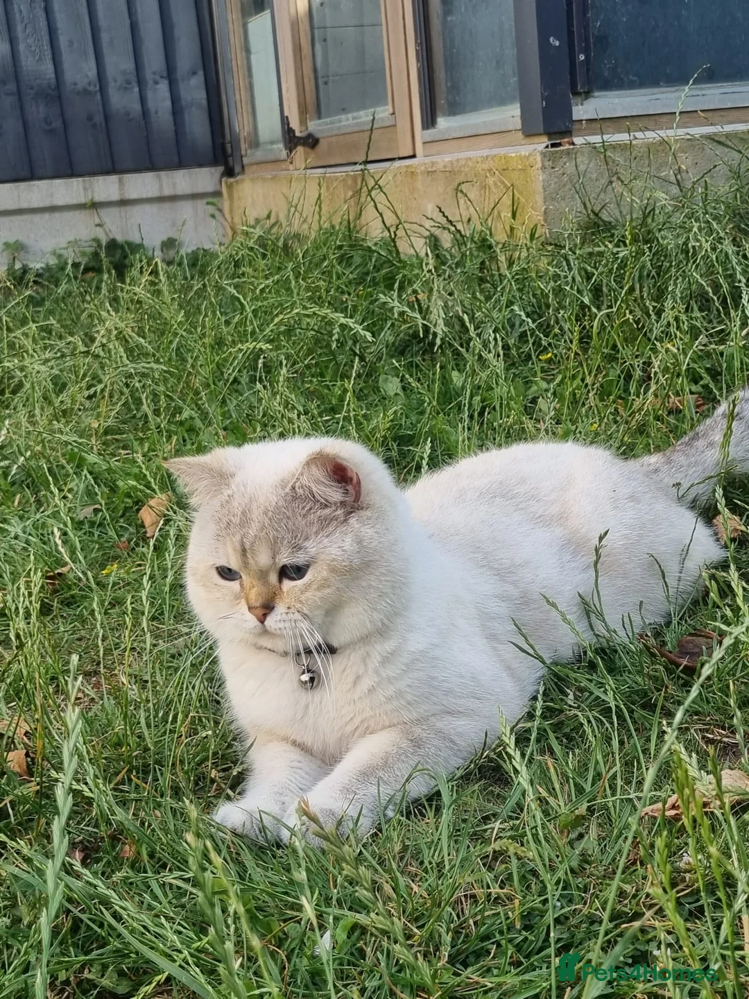 British Shorthair cats for sale: British shorthair Enzo and Misty - Advert 22