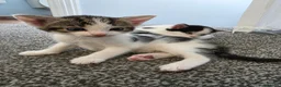 Mixed Breed cats for sale: Our beautiful kittens are now ready  - Advert 8