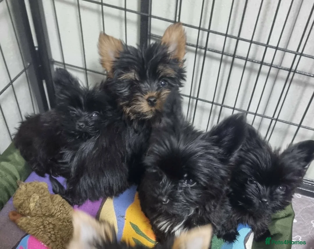 Yorkshire Terrier dogs for sale: Yorkshire Terrier - Advert 7