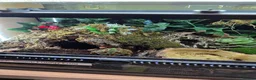Frog reptiles for sale: Pacman frog and ornate horned frog - Advert 3