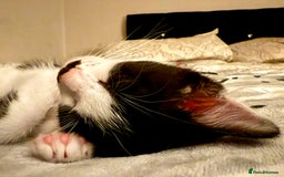 Mixed Breed cats for sale: Black and white male kitten - Advert 6