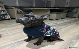 French Bulldog dogs for stud: 5 Generation Pedigree papers - Image 9