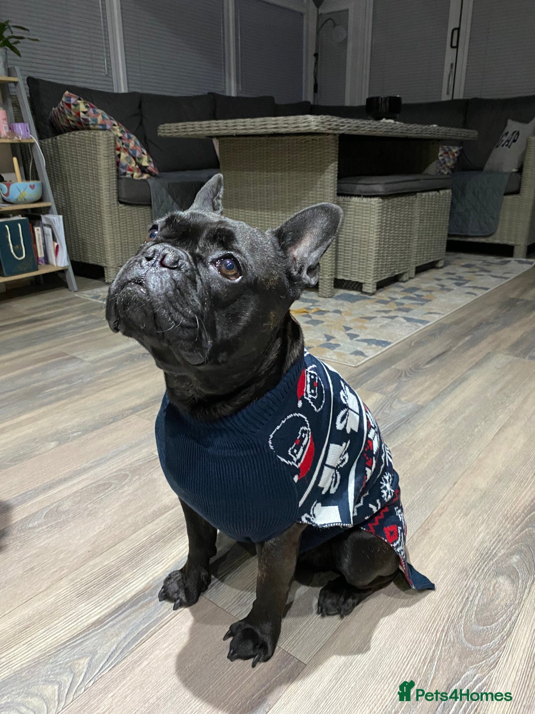 French Bulldog dogs for stud: 5 Generation Pedigree papers - Image 9