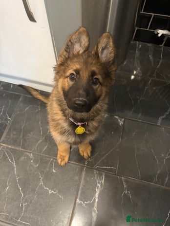 German Shepherd dogs - Advert 16