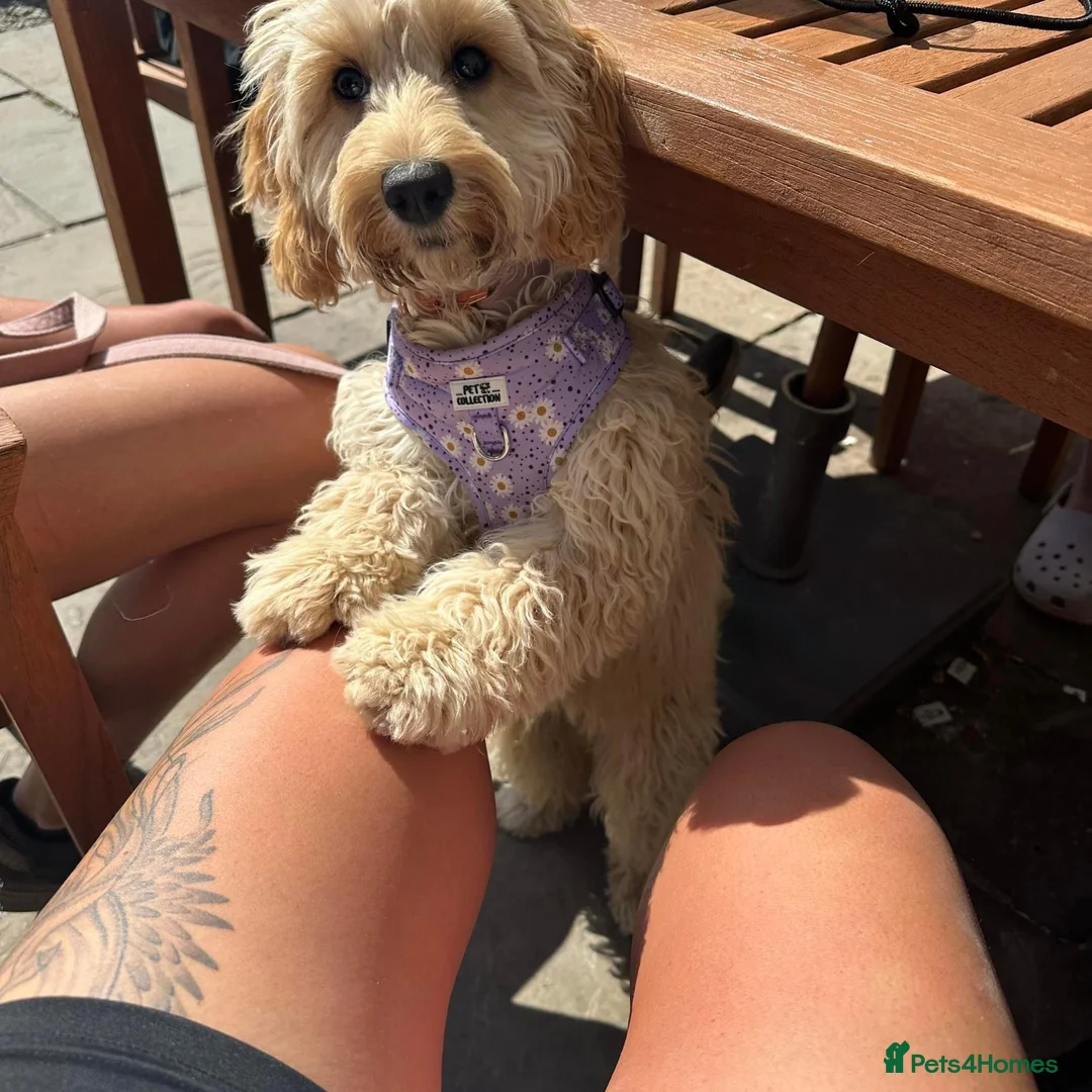 Cockapoo dogs for sale: 3 year old female cockapoo looking for loving home - Advert 3