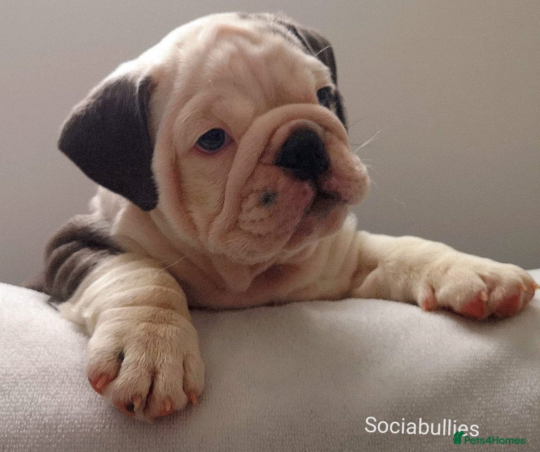 English Bulldog dogs for stud: HEALTH TESTED CLEAR & BOAS GRADED ZERO KC REG in Doncaster - Image 20