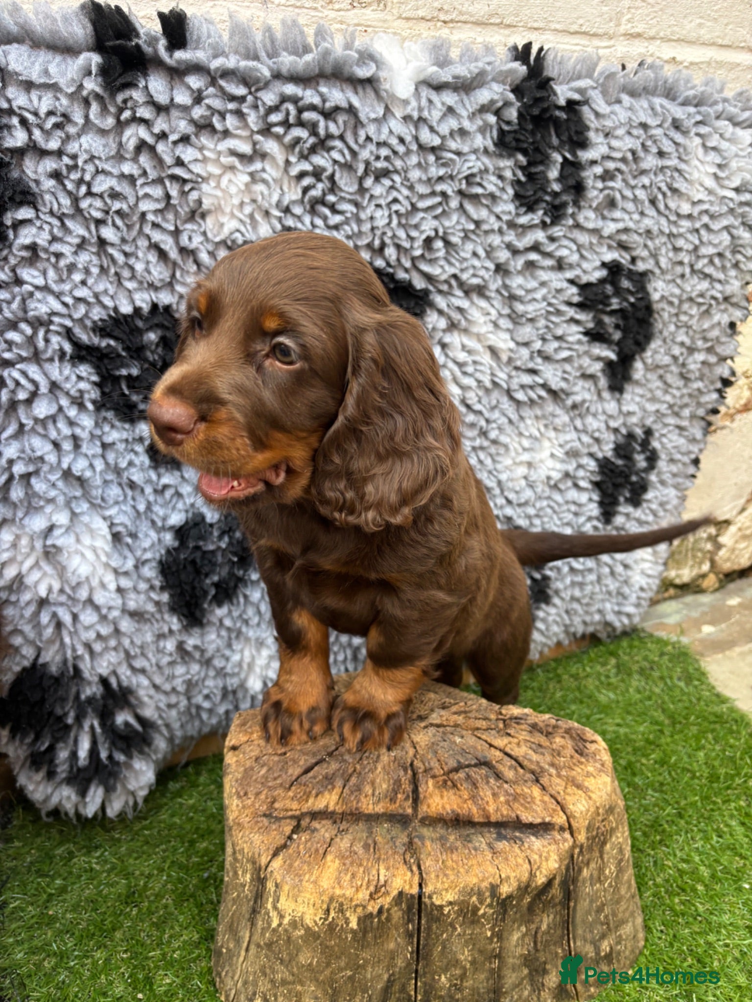 Cocker Spaniel dogs 🐾 LAST GIRL - Beautiful working cocker spaniel🐾  - Advert 18
