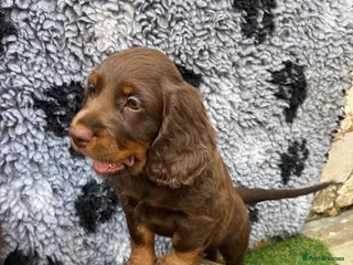 Cocker Spaniel dogs 🐾 LAST GIRL - Beautiful working cocker spaniel🐾 - Advert 18