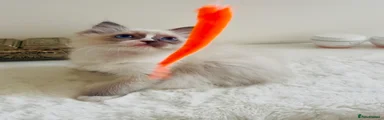 Ragdoll Kitten 1