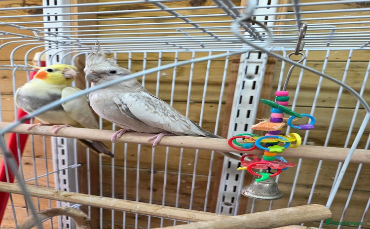 Cockatiels birds - Advert 1