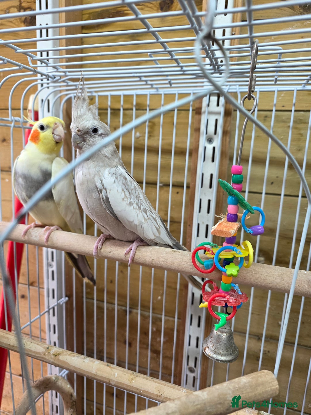 Cockatiels birds for sale: Breeding pair Tame Cockatiels - Image 1