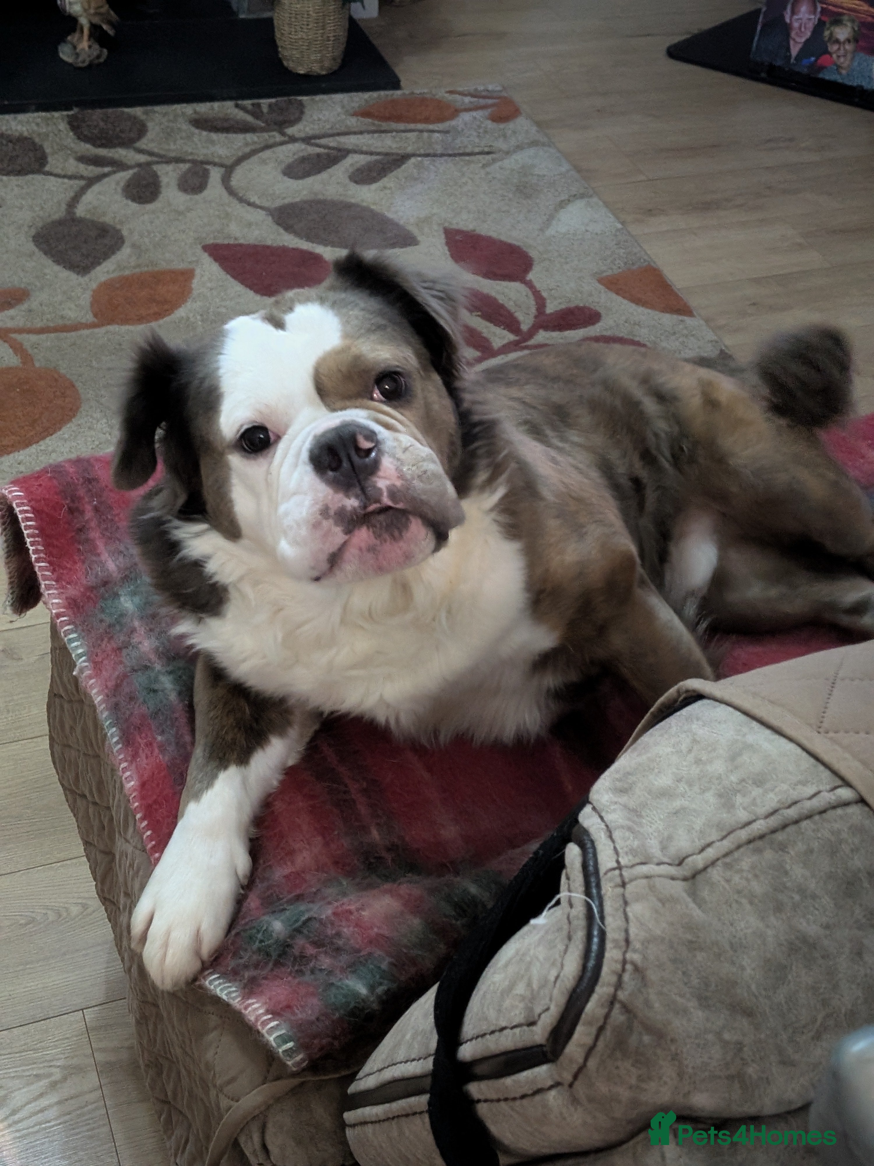 Old Tyme Bulldog dogs FOR SALE - Advert 1