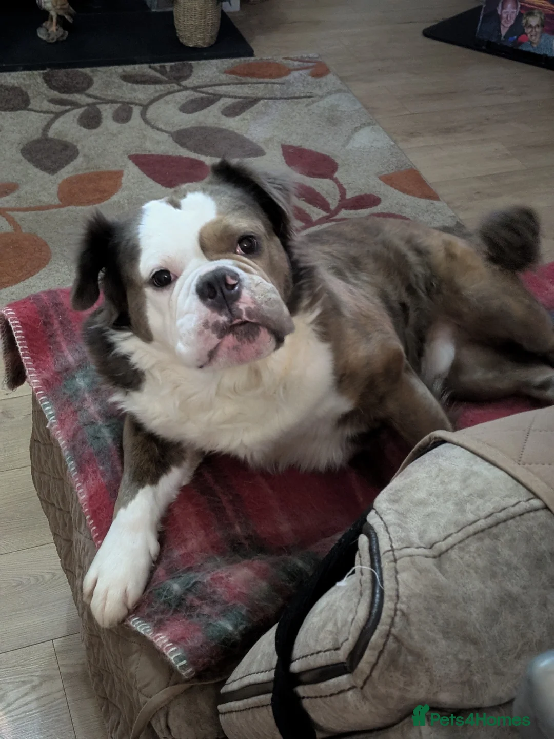 Old Tyme Bulldog dogs for sale: FOR SALE - Advert 1