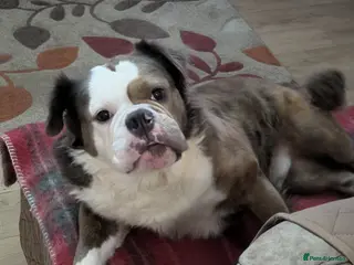 Old Tyme Bulldog dogs FOR SALE - Advert 1