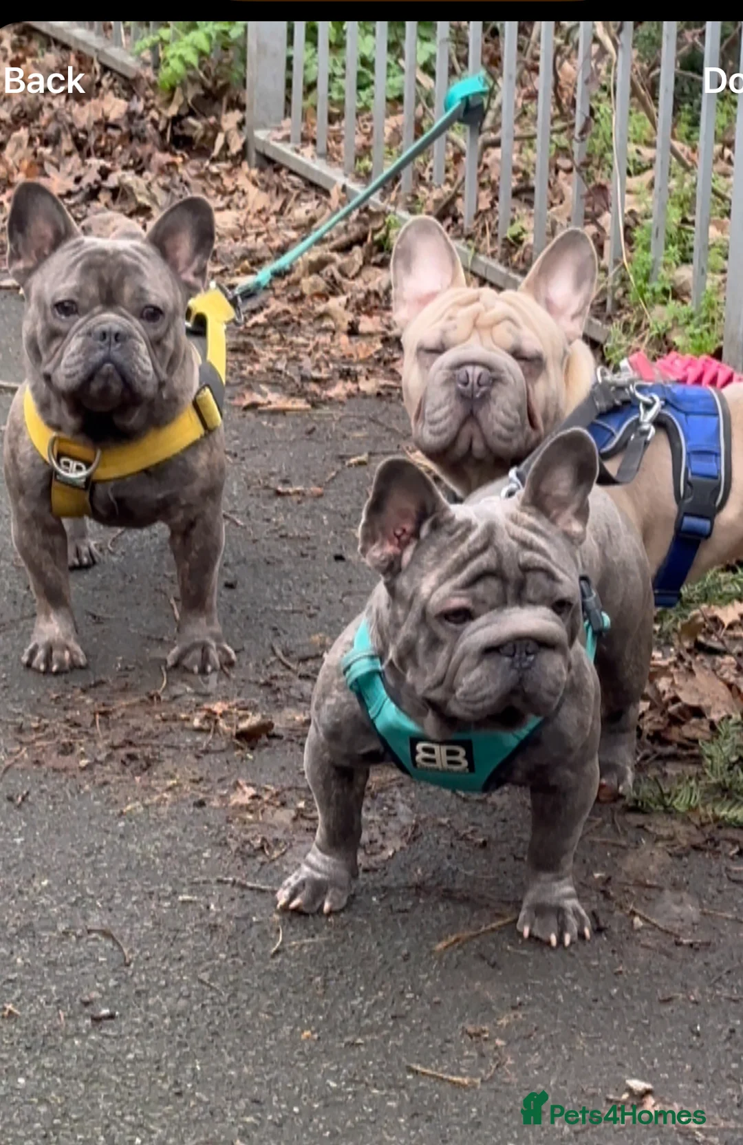 French Bulldog dogs for stud: HIGHEST QUALITY AVAILABLE  in London - Advert 7