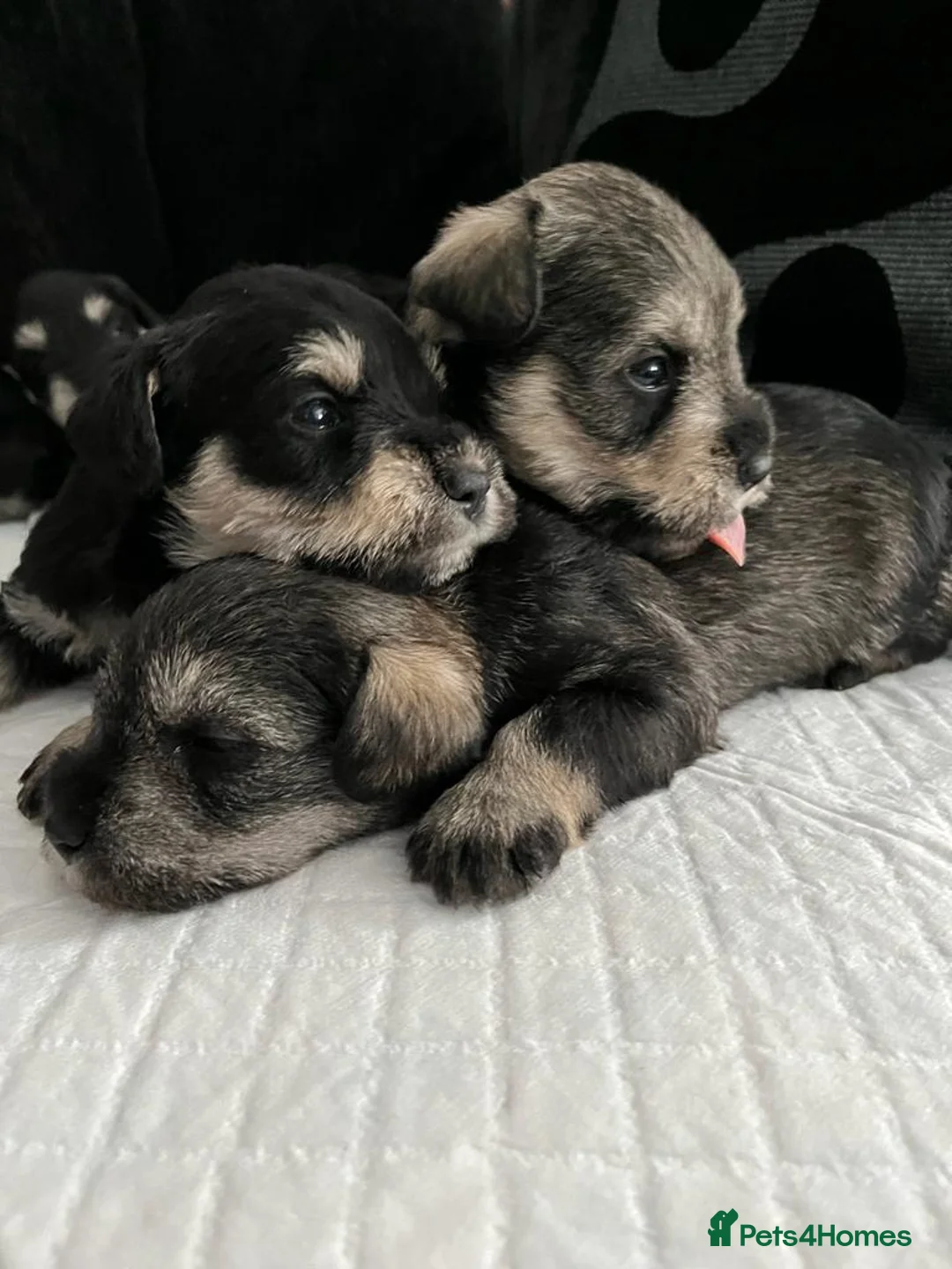 Miniature Schnauzer dogs for stud: Handsome black and silver Miniature Schnauzer  in Cambridge - Advert 31