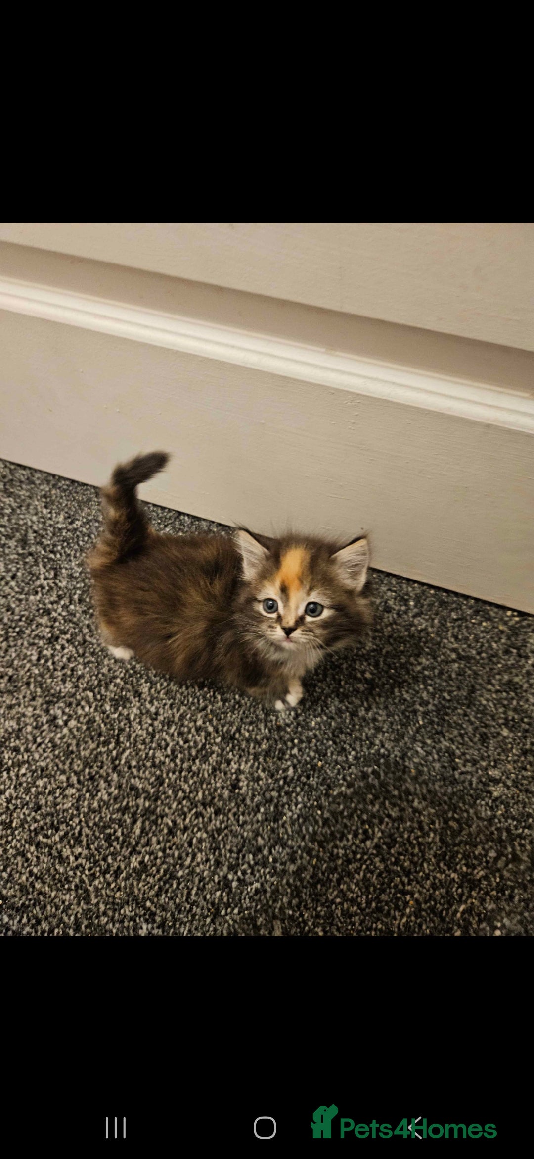 Mixed Breed cats for sale: Half Ragdoll  - Advert 2