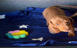 Dachshund dogs for sale: KC PRA Miniature smooth hair dachshund puppies  - Image 11