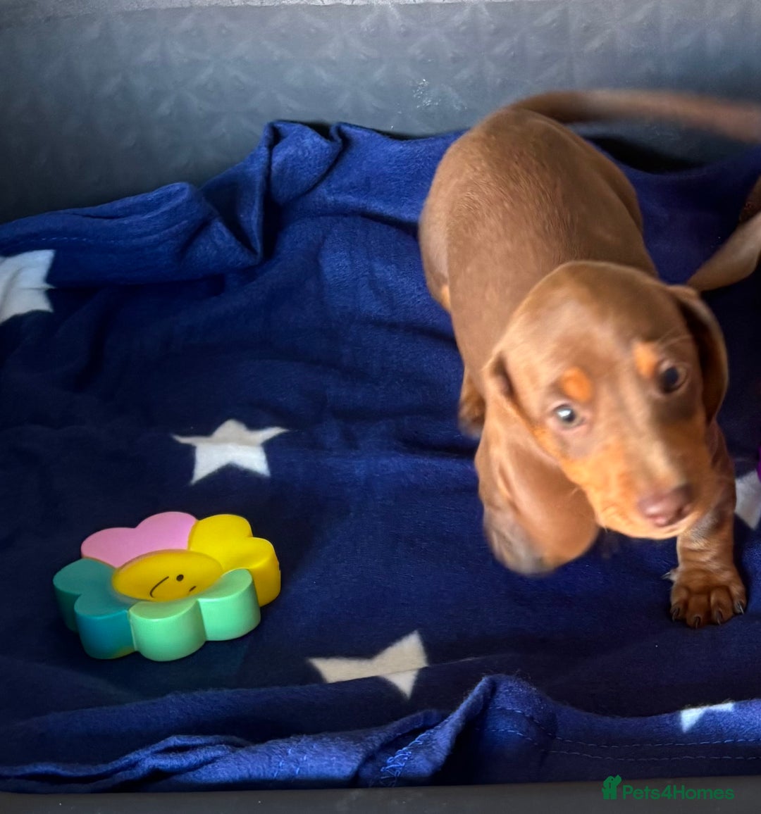 Dachshund dogs for sale: KC PRA Miniature smooth hair dachshund puppies  - Image 11