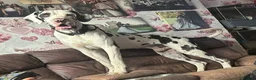 Great Dane dogs for sale: Great Dane Puppies. Merle/Mantle/Blacks - Advert 9