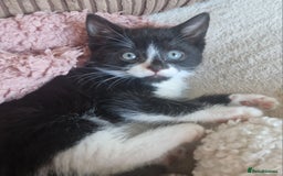Mixed Breed cats for sale: 2 Beautiful Black & White Kittens - Image 8